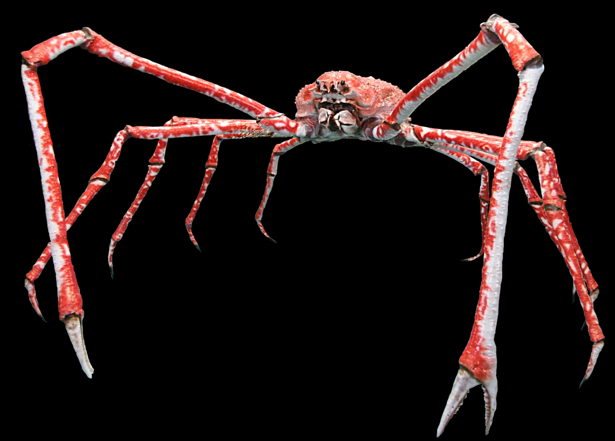 Giant Spider Crab